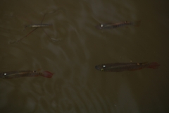 Aplocheilus lineatus