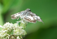 Chiomara georgina