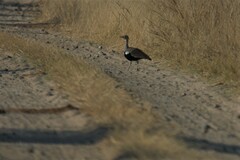 Eupodotis ruficrista