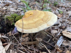 Ganoderma curtisii