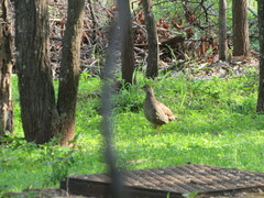 Pternistis natalensis