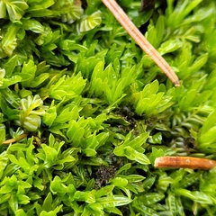 Encalypta streptocarpa