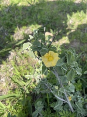 Abutilon austro-africanum