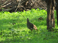 Pternistis natalensis