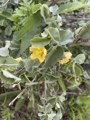 Abutilon austro-africanum