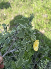Abutilon austro-africanum