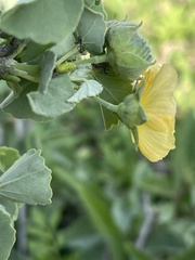 Abutilon austro-africanum