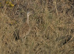 Eupodotis ruficrista