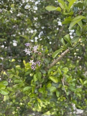 Ehretia rigida nervifolia