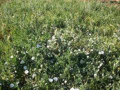 Convolvulus betonicifolius