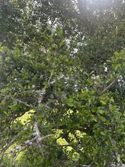 Ehretia rigida nervifolia