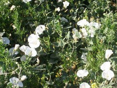 Convolvulus betonicifolius