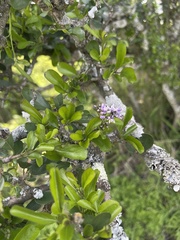 Ehretia rigida nervifolia