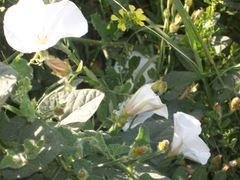 Convolvulus betonicifolius