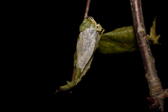 Acronicta auricoma