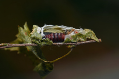 Acronicta auricoma