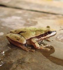 Hyla eximia