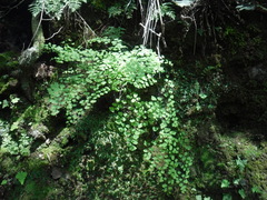 Adiantum poiretii