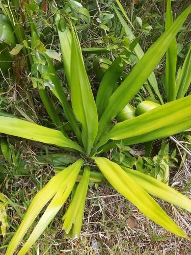 Furcraea foetida image