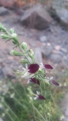 Teucrium nudicaule