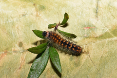 Acronicta auricoma