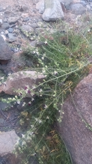 Teucrium nudicaule