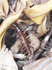 Scolopendra