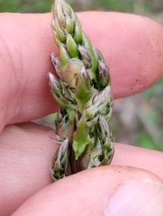 Asparagus acutifolius