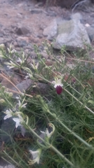 Teucrium nudicaule