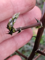 Asparagus acutifolius