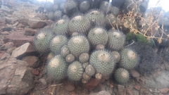 Copiapoa dealbata