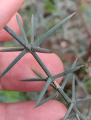 Asparagus acutifolius