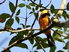 Icterus pectoralis