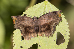 Achlyodes busirus