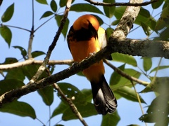 Icterus pectoralis