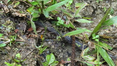 Dendrophidion dendrophis