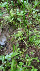 Dendrophidion dendrophis