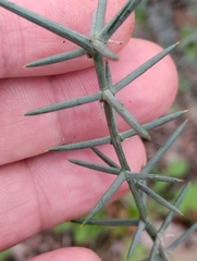 Asparagus acutifolius