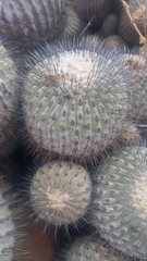 Copiapoa dealbata