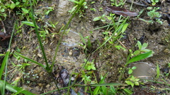 Dendrophidion dendrophis