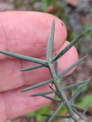 Asparagus acutifolius