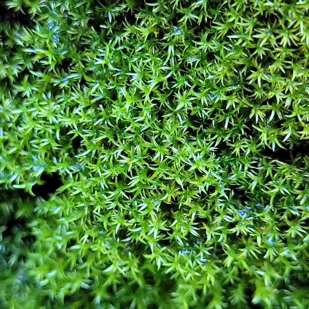 Hymenostylium recurvirostrum (Hymenostylium recurvirostrum)