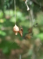 Neospintharus trigonum