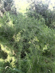 Asparagus suaveolens