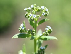 Cynoglossum