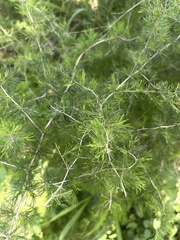 Asparagus suaveolens