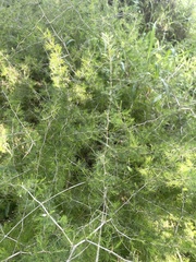 Asparagus suaveolens