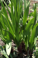 Schizocarphus nervosus