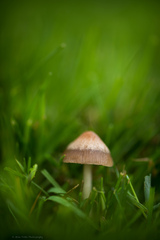 Panaeolus foenisecii