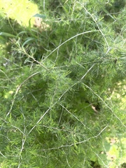 Asparagus suaveolens
